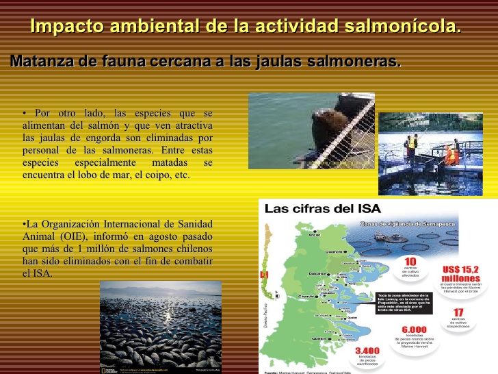 impacto de la salmonicultura final 11 728